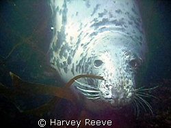 A Friendly Seal at Lundy Island. He found us as it was on... by Harvey Reeve 